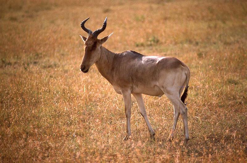 WT 1400 194-17 Kenya.jpg